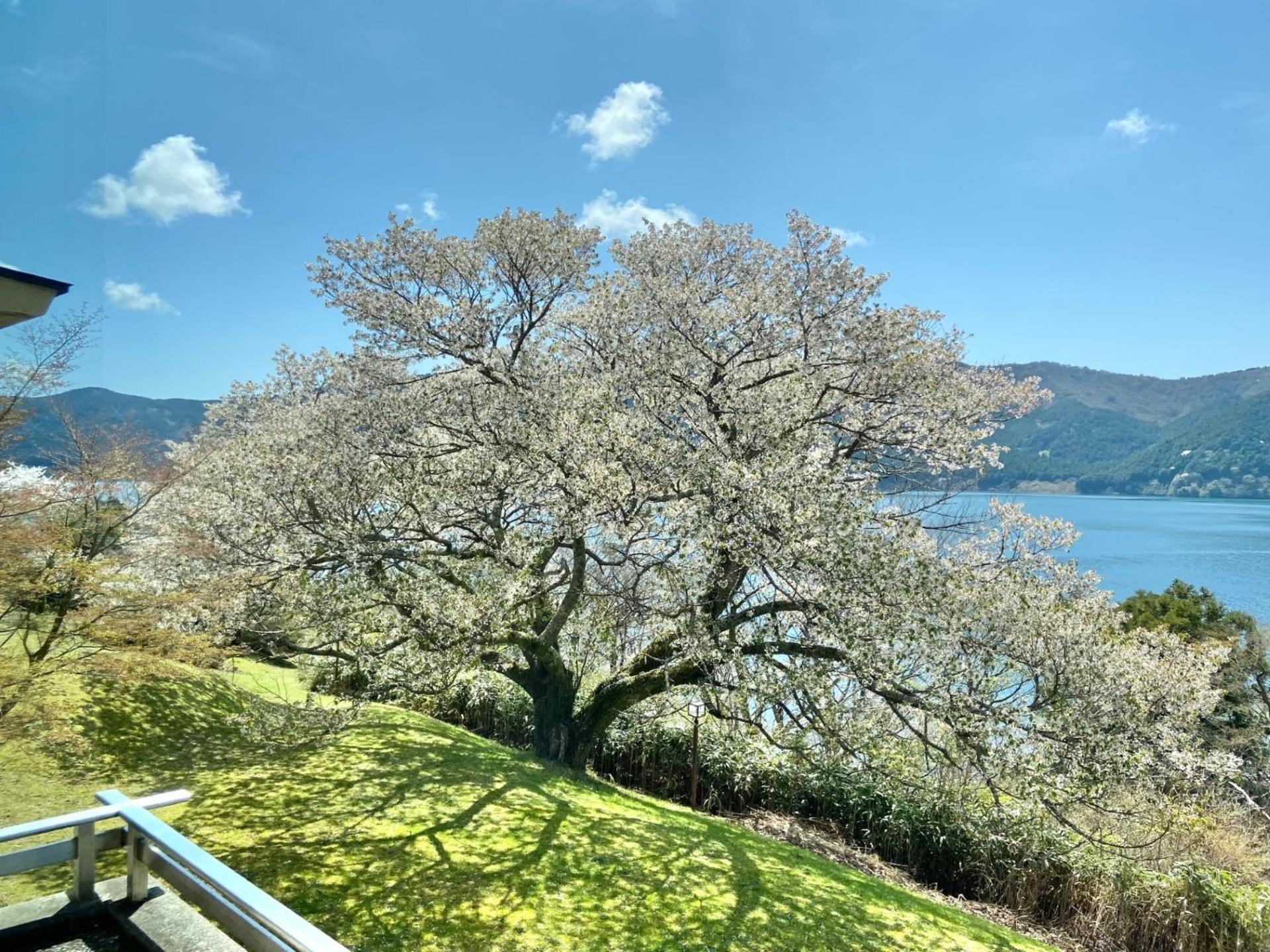 Ryuguden Hotel Hakone Bagian luar foto
